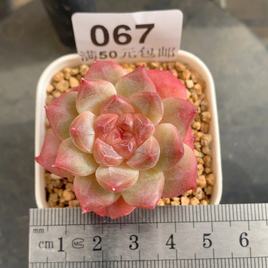 67。老桩粗腿秘境冰魄。