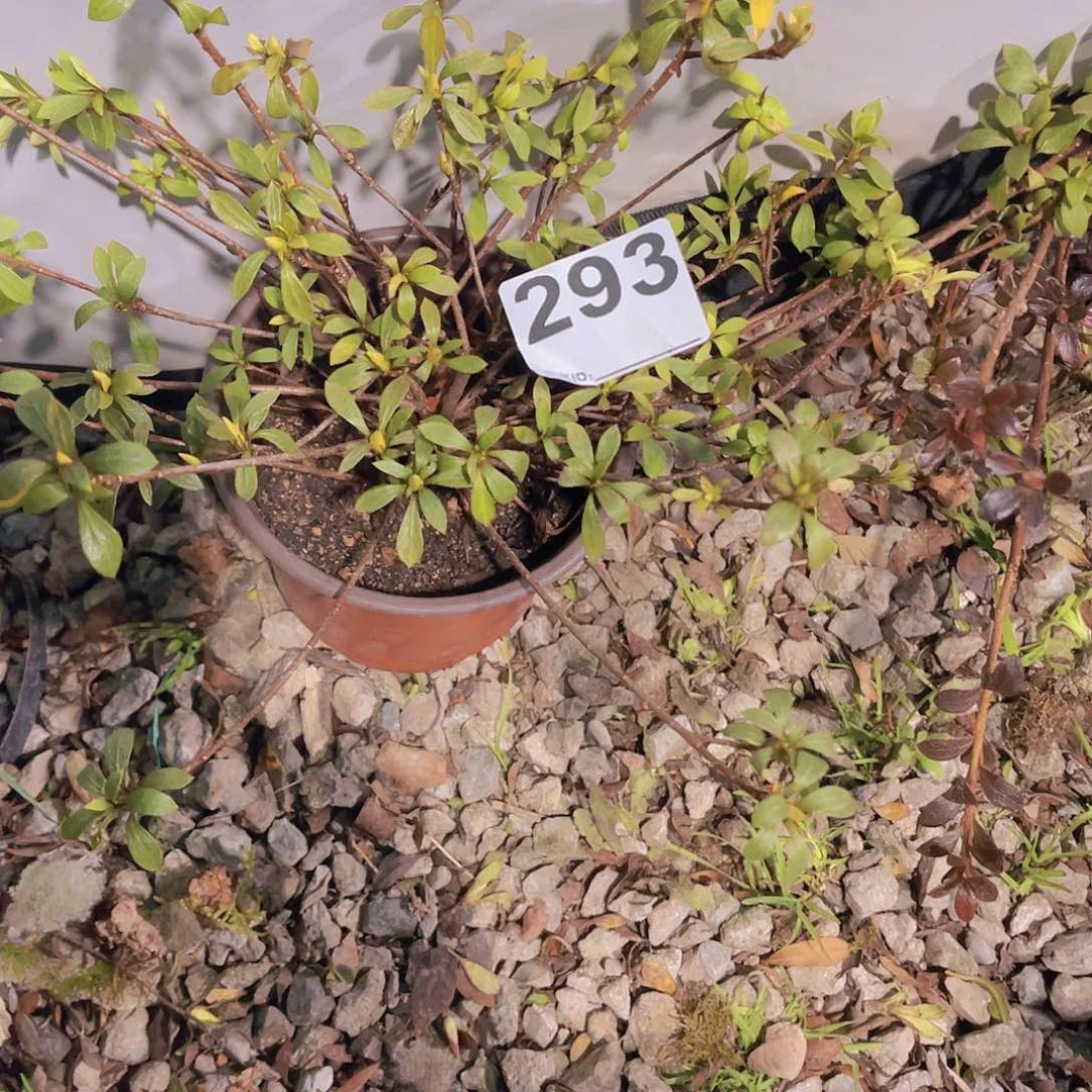 红陶直播时间一直一个