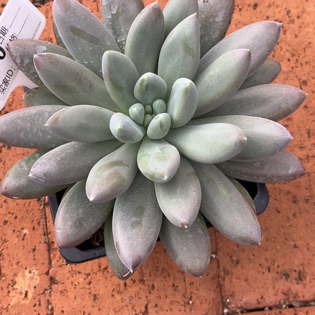 不***二哥特多肉植物180号