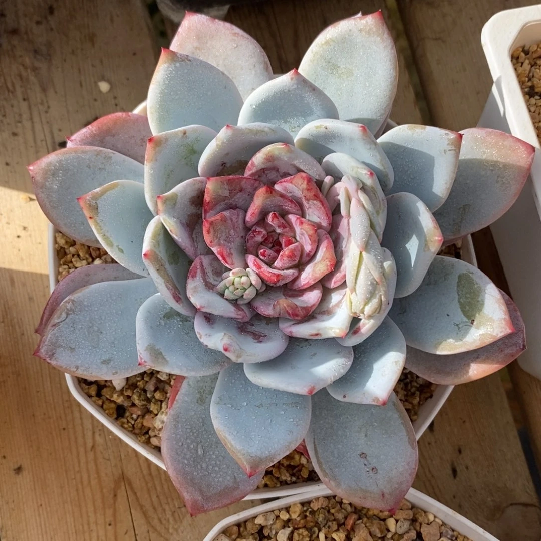 自助下单一物一拍多肉，下滑更多品种选择