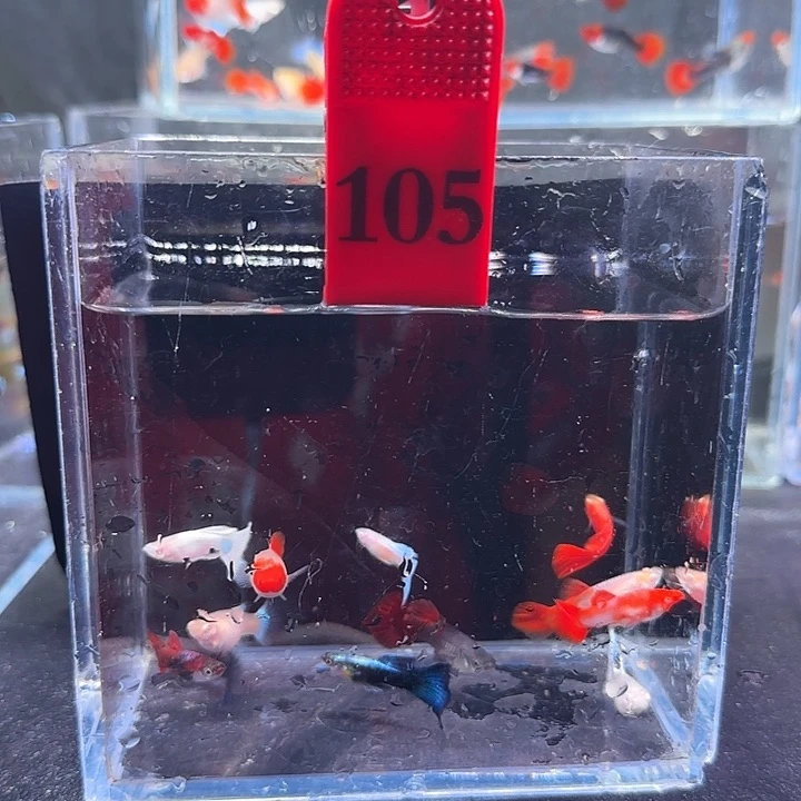 孔雀鱼105号，12条