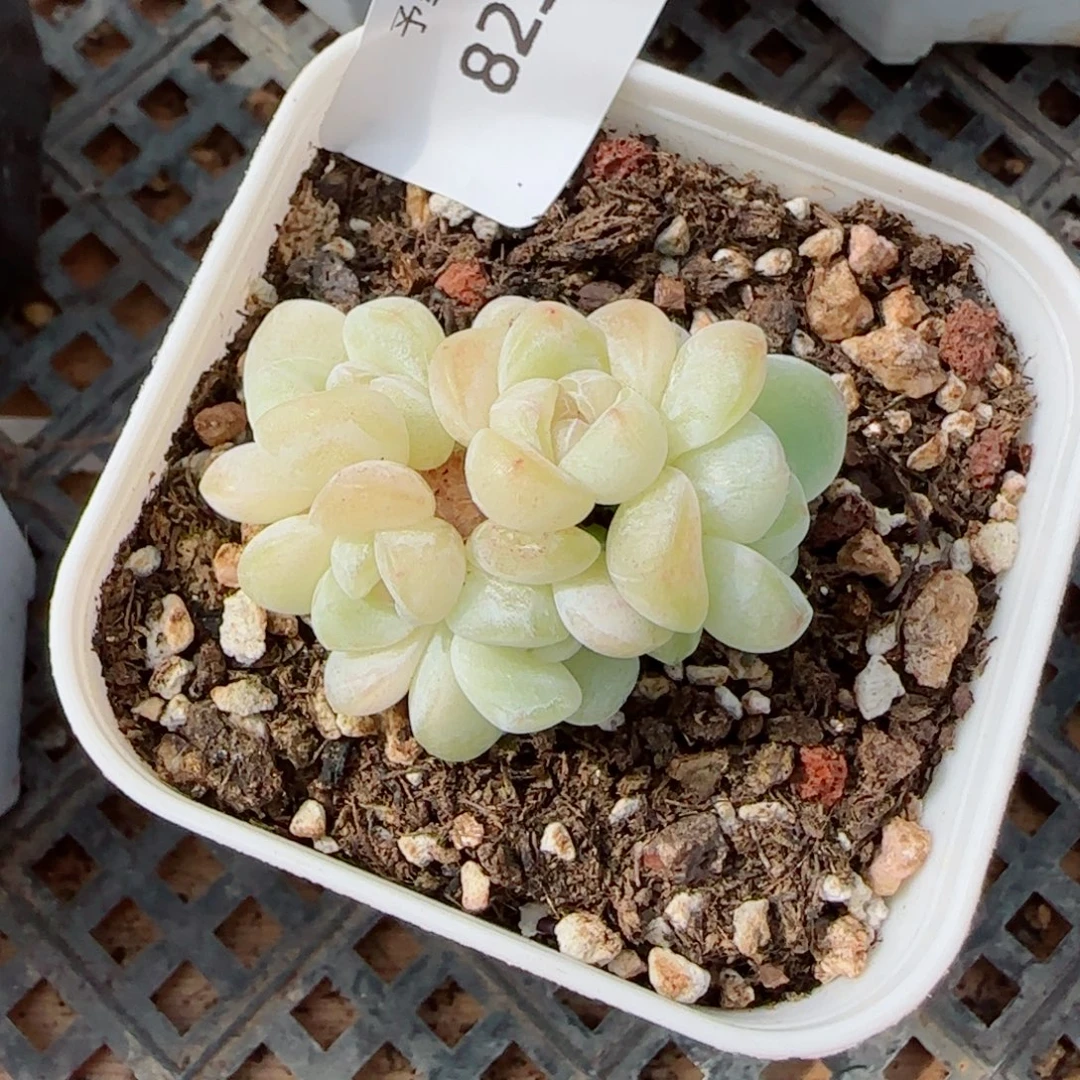 玻璃体糖心冰玉群，8237多艘的