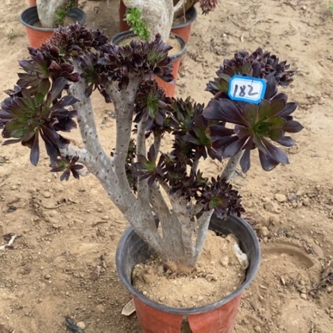 黑法师缀一物一拍