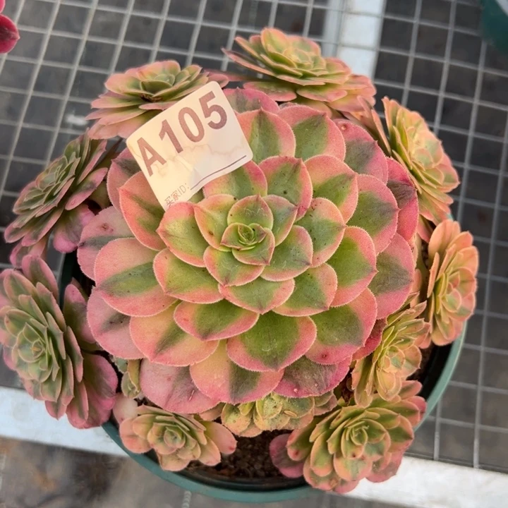 105荔枝20厘米左右