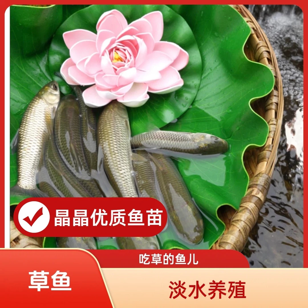 四川眉山水族 草鱼 淡水养殖 四川眉山发货 宠物鱼