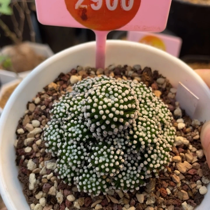 自根松针牡丹群2900