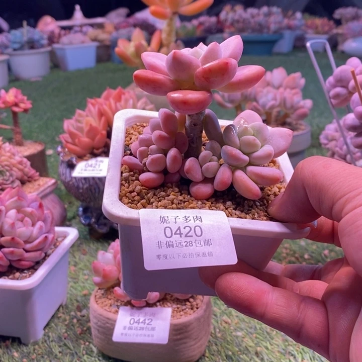 用***00420啊啊啊啊啊啊啊啊啊啊啊啊