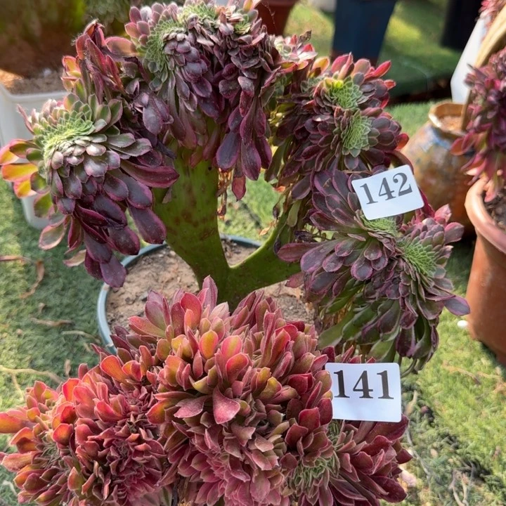 法师锦缀化2棵，142.141