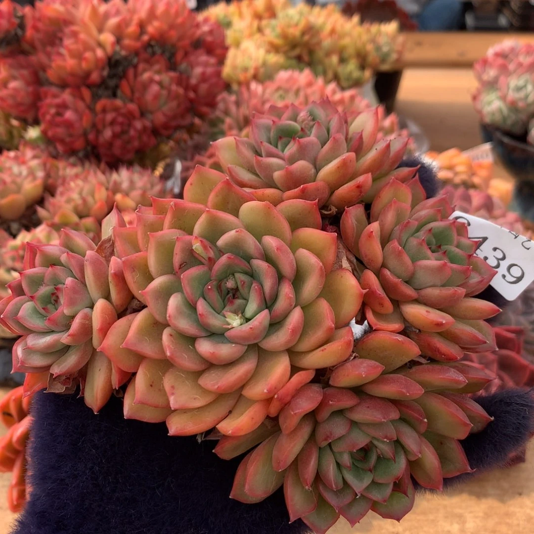 6439新年快乐发发发