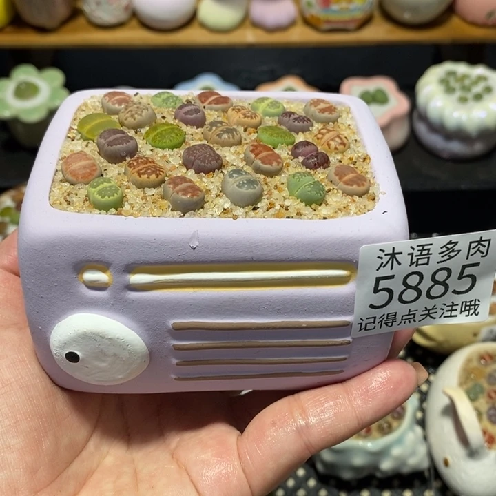 带盆土植物 一物一拍5885