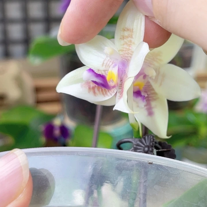 完全开放K22052-1942