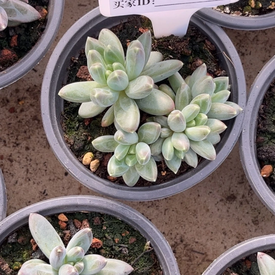 雪黛莉小苗多肉植物90