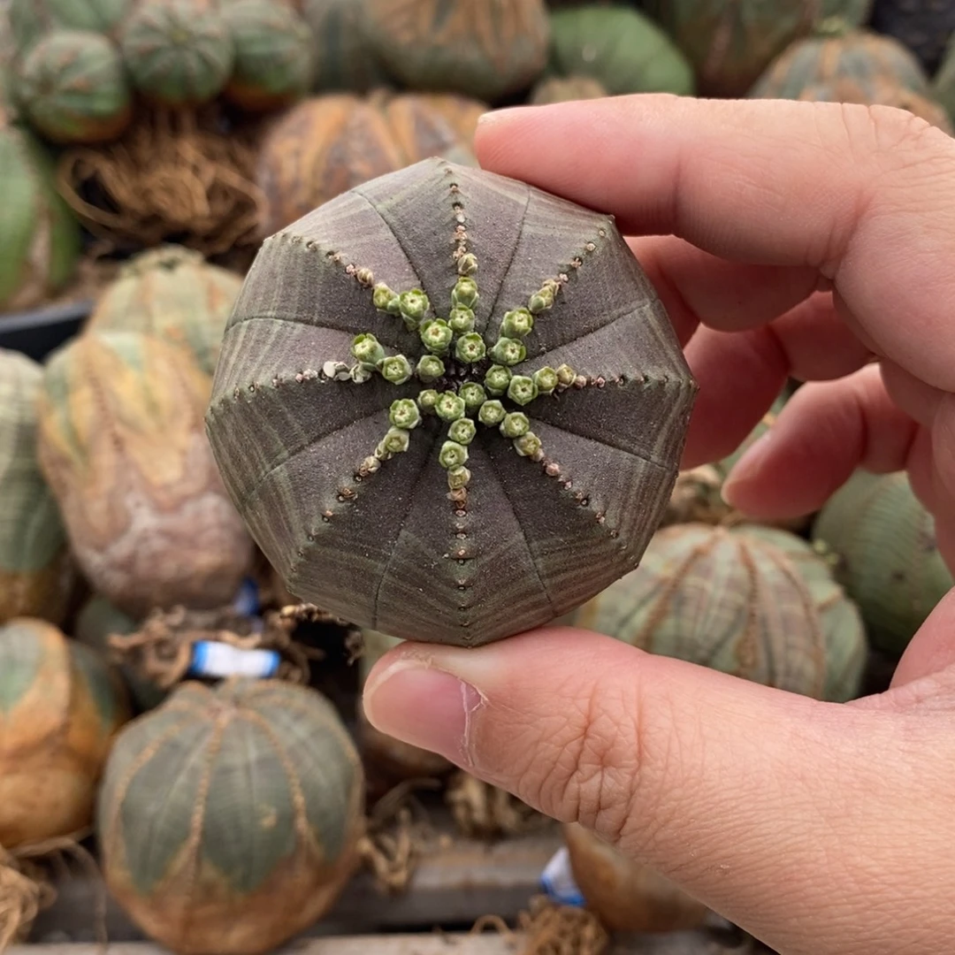 欧系实生布纹球多肉植物