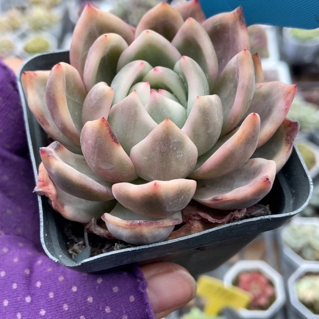12香槟锦多肉植物