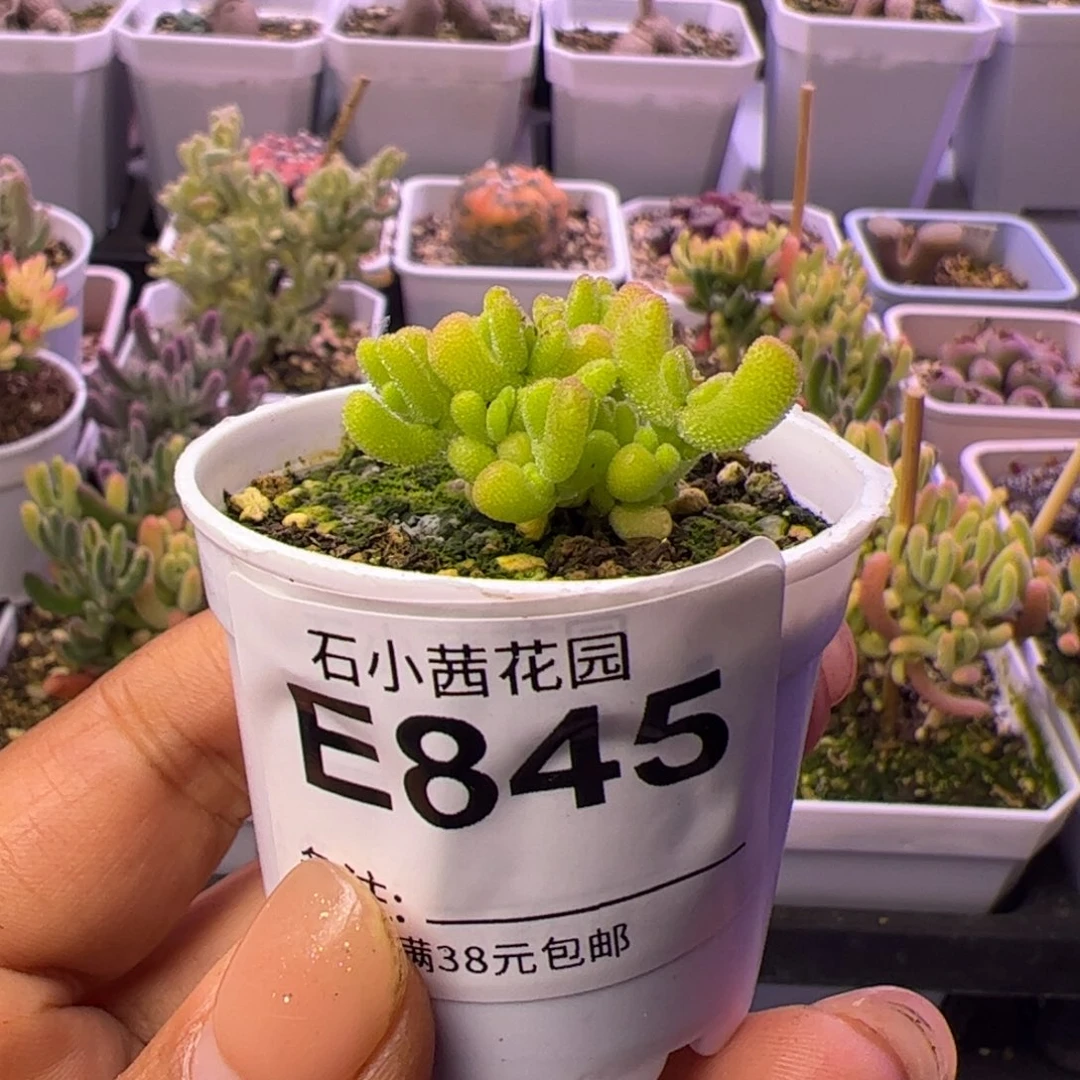 845多肉植物枝干黄金莱斯