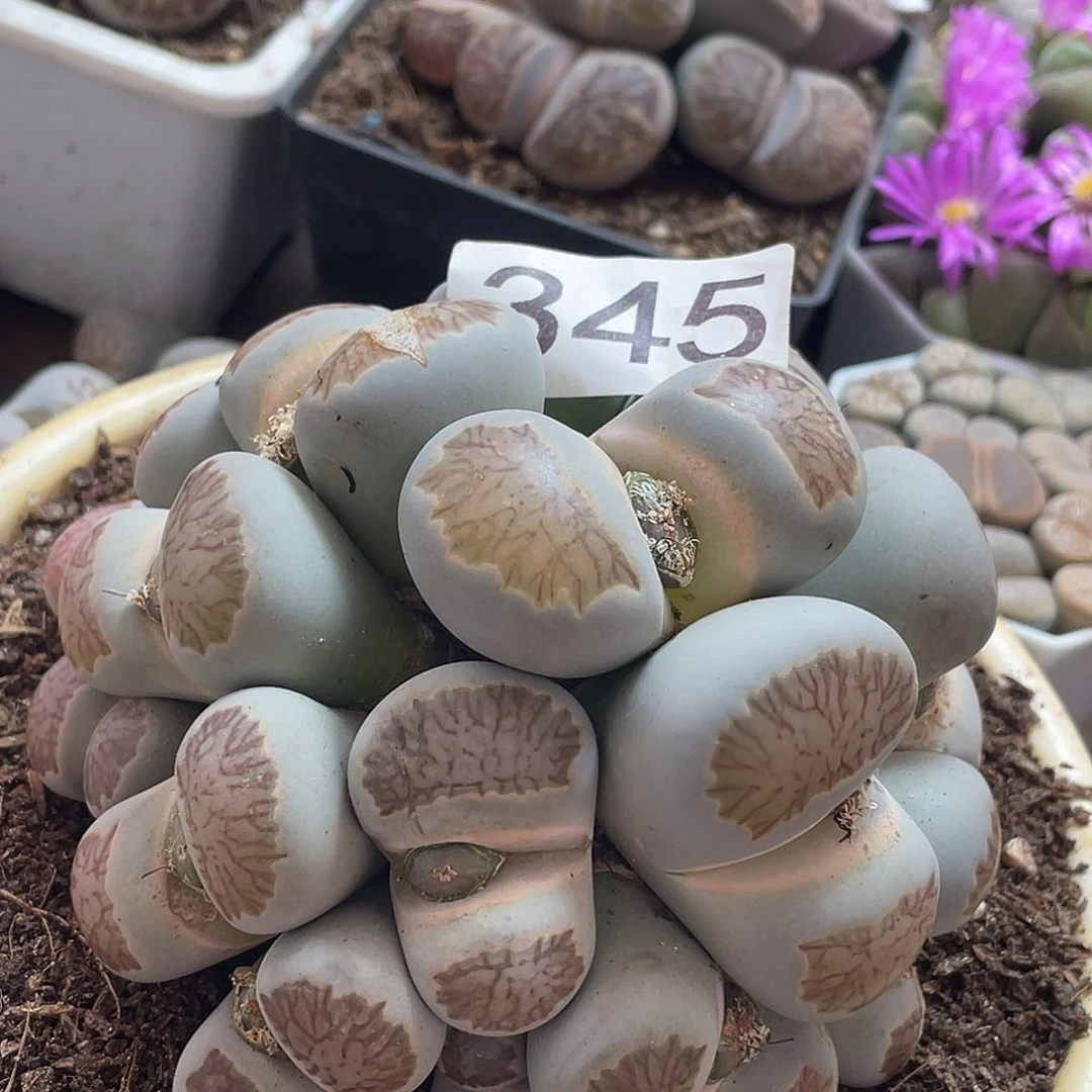 生石花一颗3450000