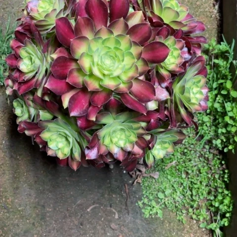 贪*鬼多肉植物韶华锦