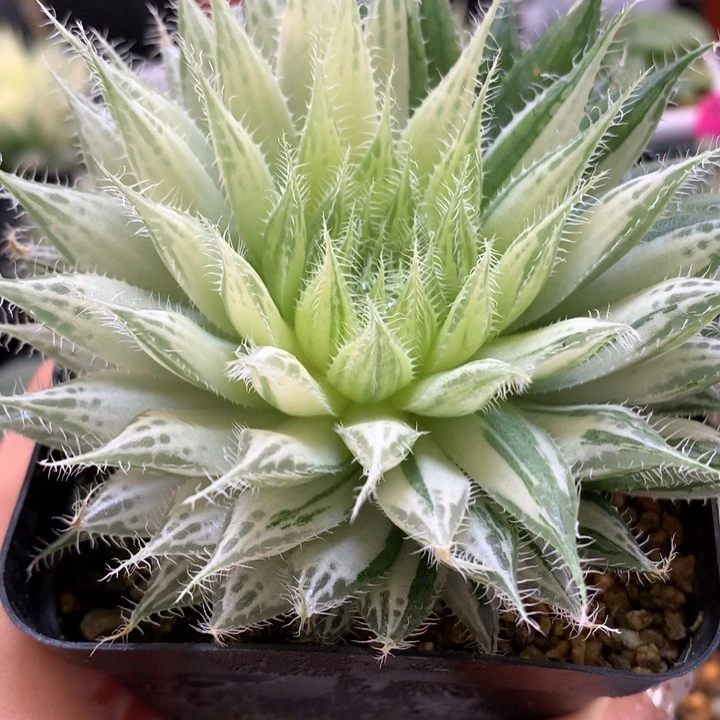 实生原始种啊玉露锦