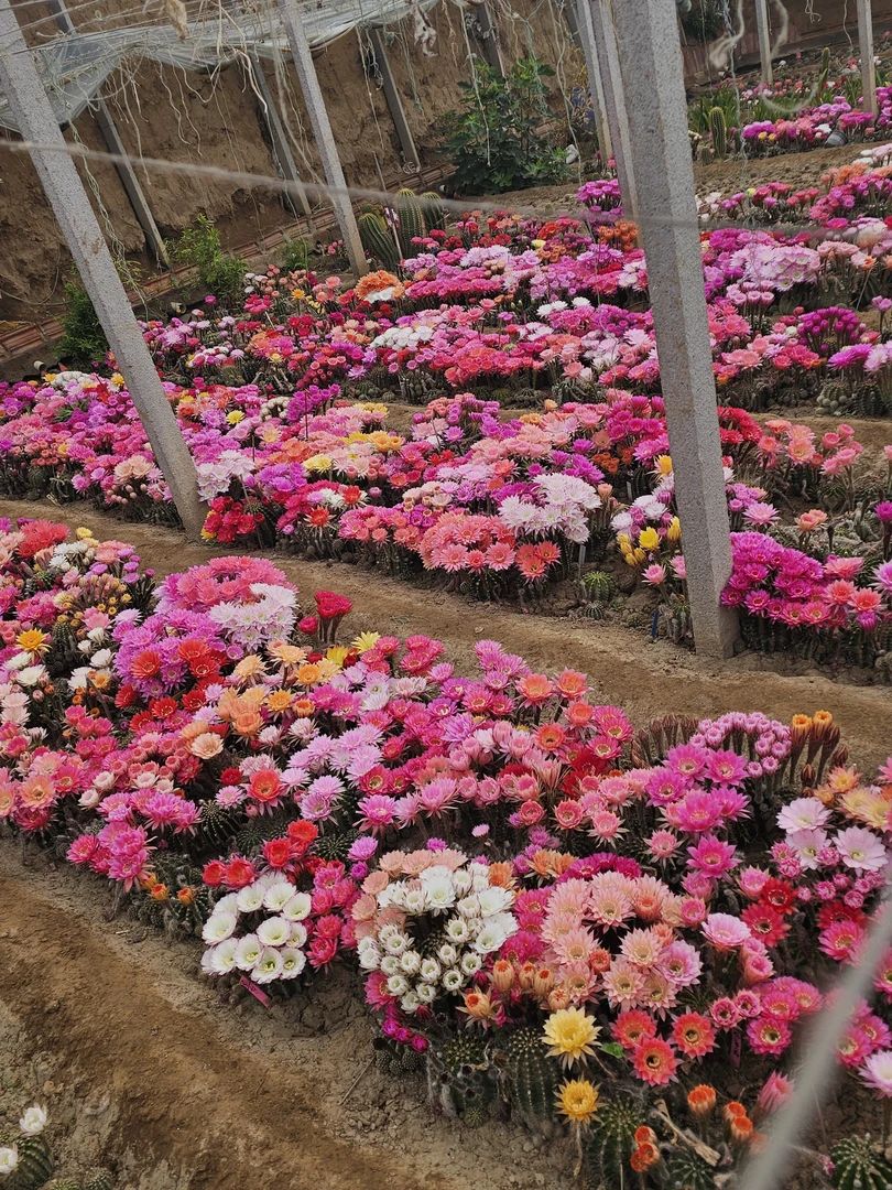 彩草仙人球花