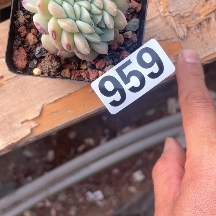 昭**愿多肉植物一物一拍