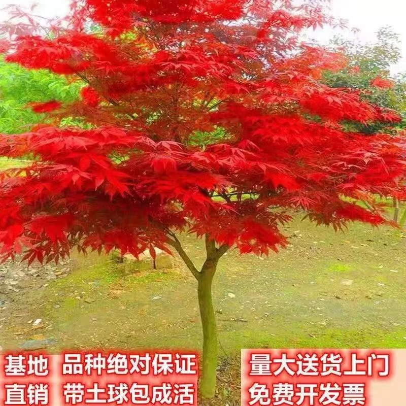 日本红舞姬红枫 中华小叶红 三季红红枫盆栽地栽阳台庭院彩叶枫树