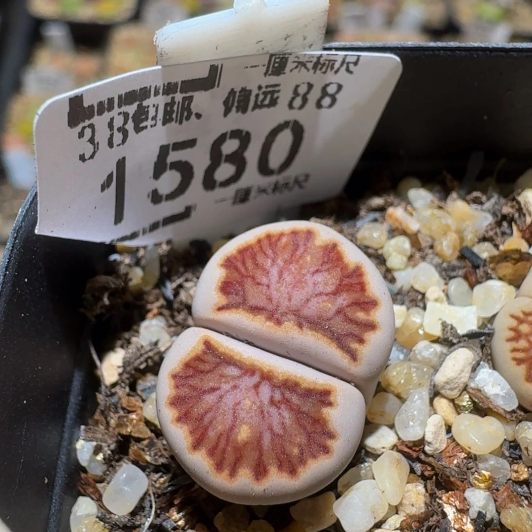 Ssss精品生石花1580拿铁化