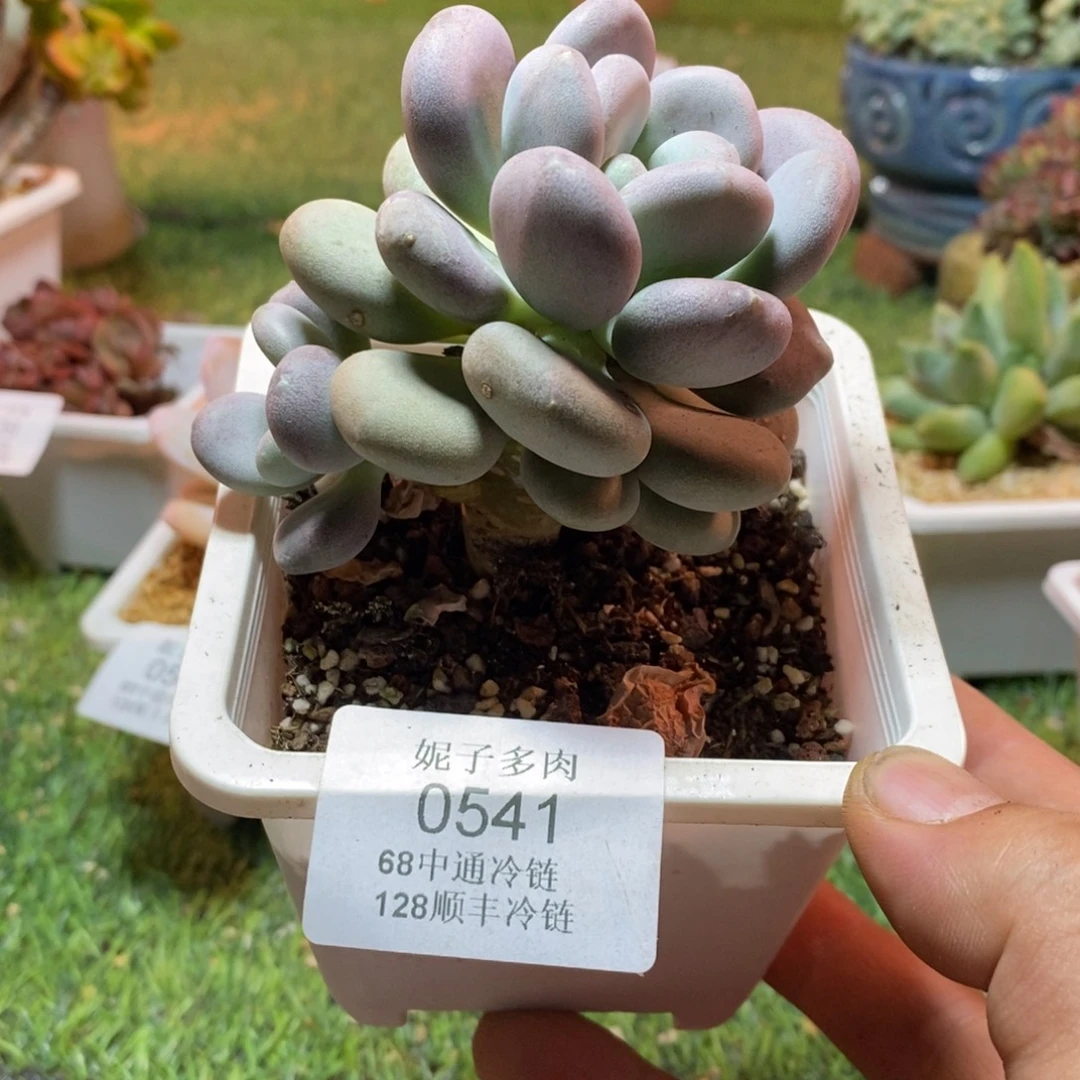 妙***m0541啊啊啊啊啊啊啊