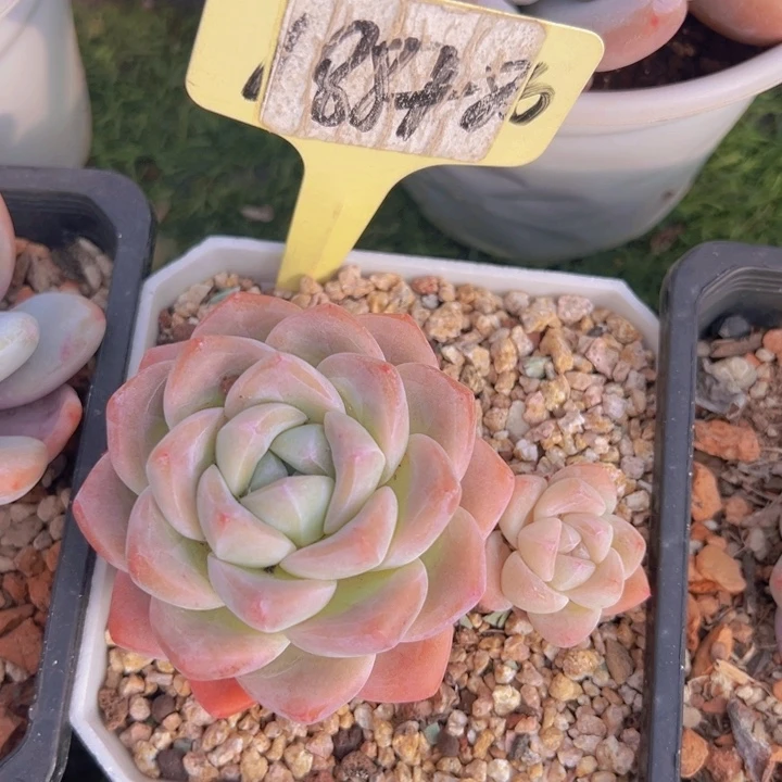 健健康康平平安安