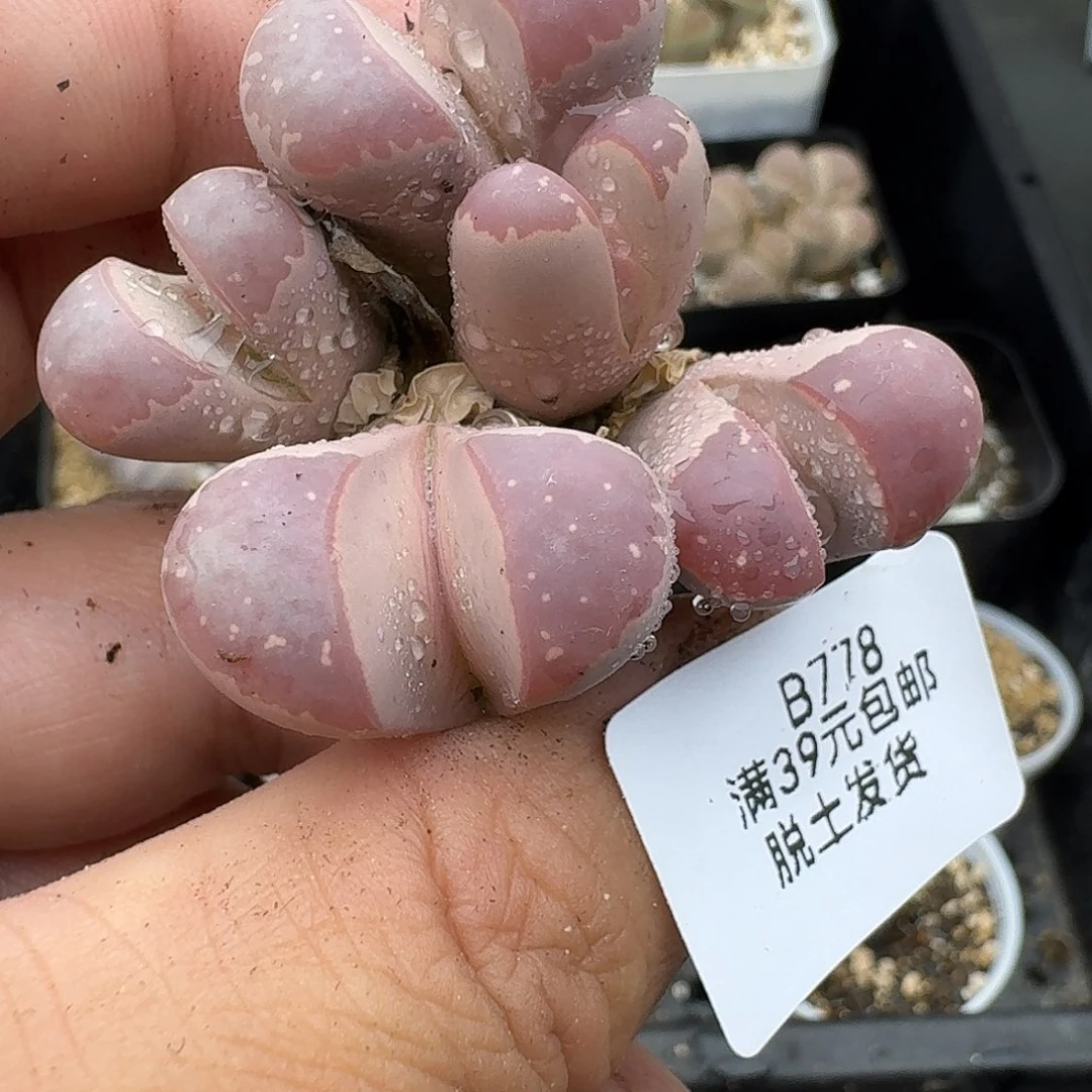 含***絮778多肉哈哈哈哈哈哈哈