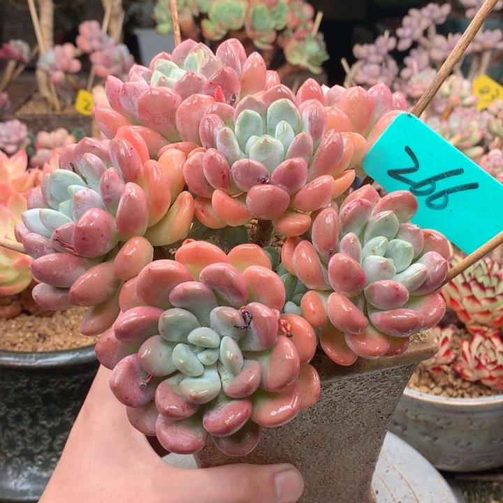 无花朵多肉植物一物一拍266