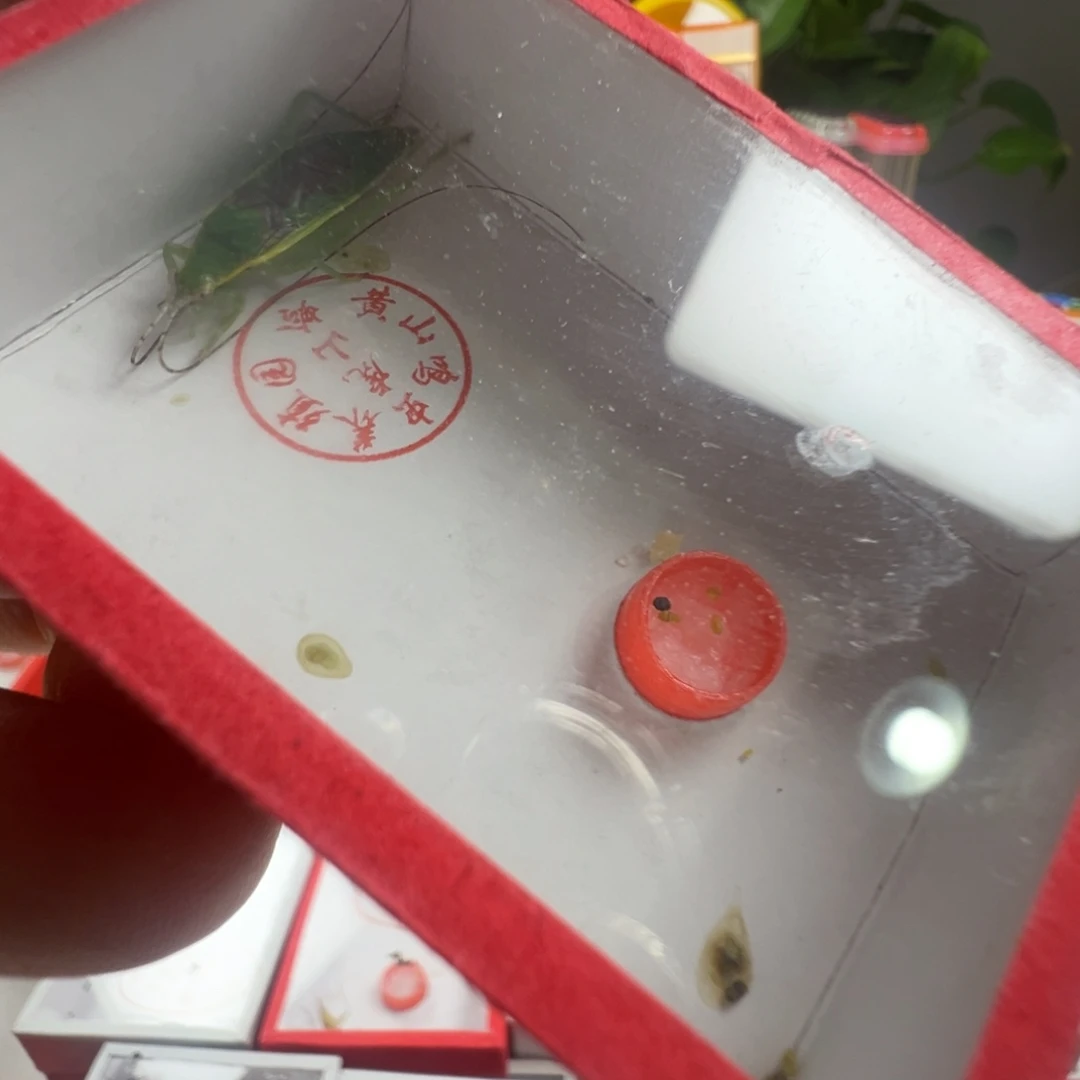 蟋蟀一只长须单口金钟