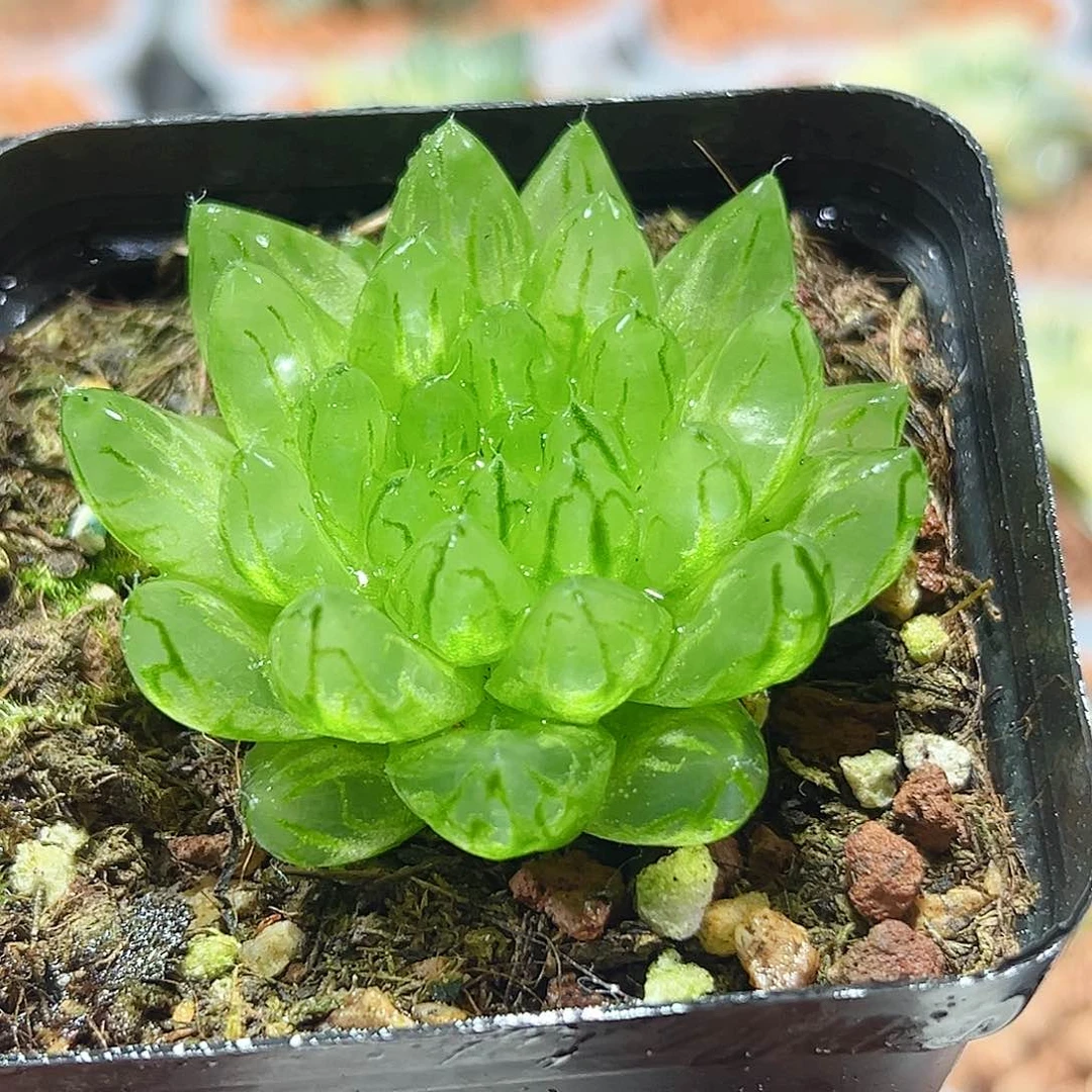 十二卷多肉蝉翼玉露