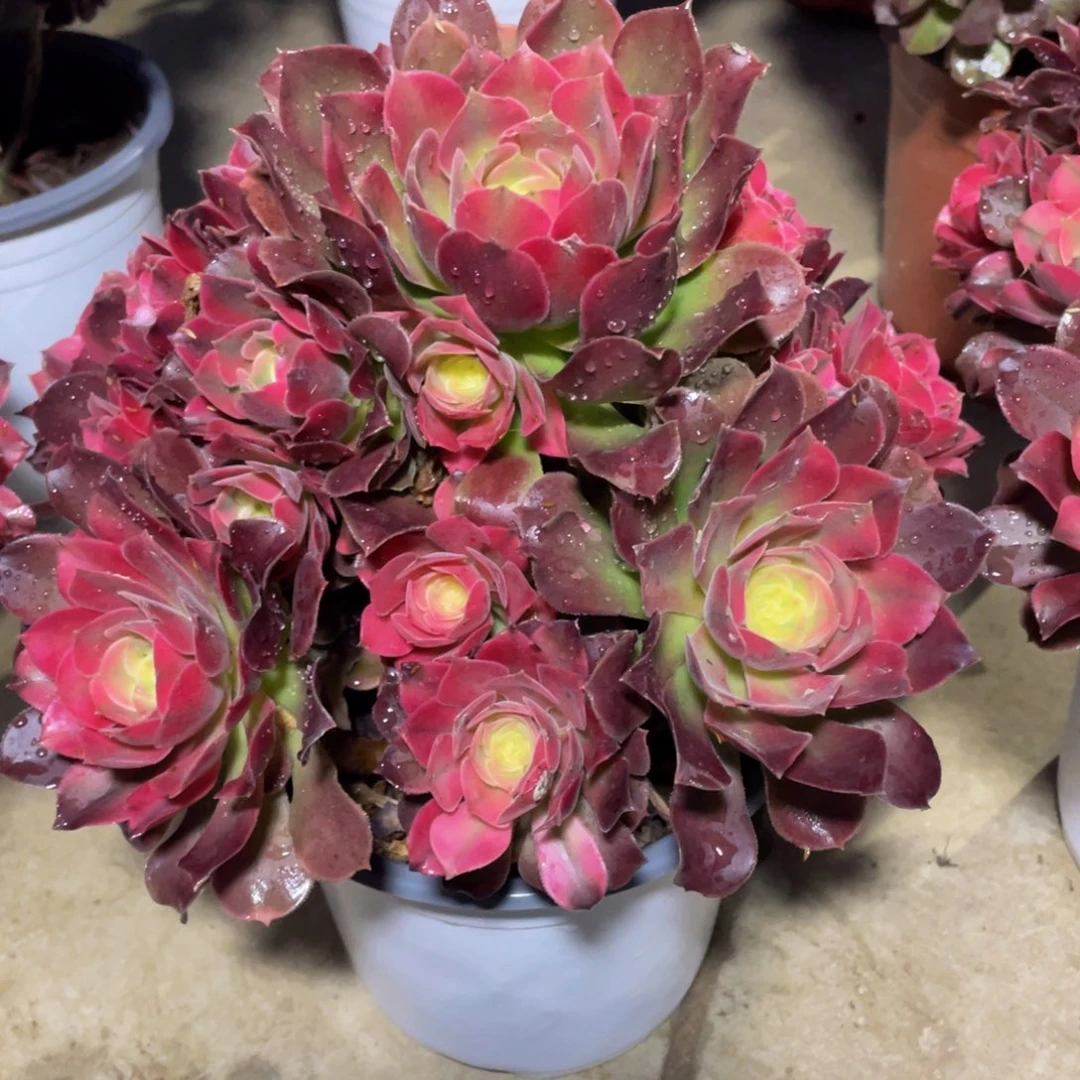 臭*、653香妃精品法师多肉