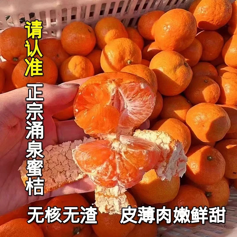 顺丰现摘现发正宗黄岩临海涌泉蜜桔新鲜水果台州高山橘子当季孕妇