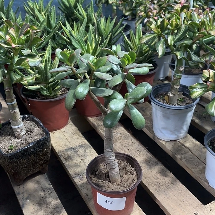 快***好当前无花栽培后可以开花韩国紫叶30