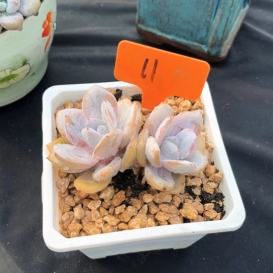 双头奶茶11号码牌子的话说