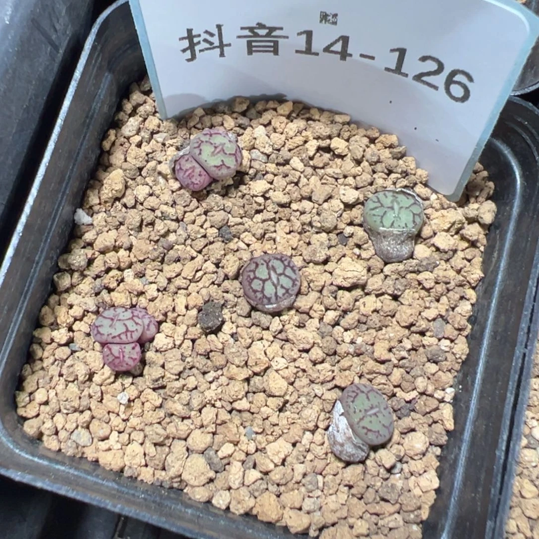 14-126肉锥多肉植物
