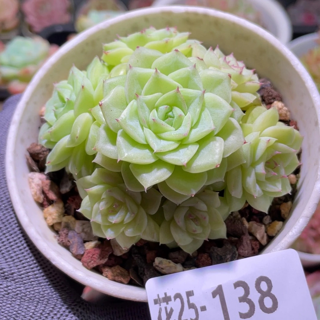 花利美25-138白天鹅