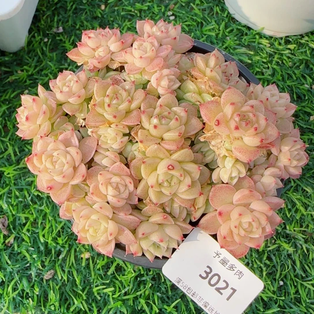 小脸麦秆群，3021带盆发不包整