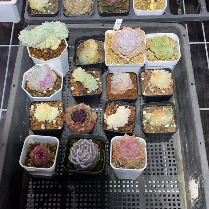 【闪购商品】悸****?12一筐15颗多肉