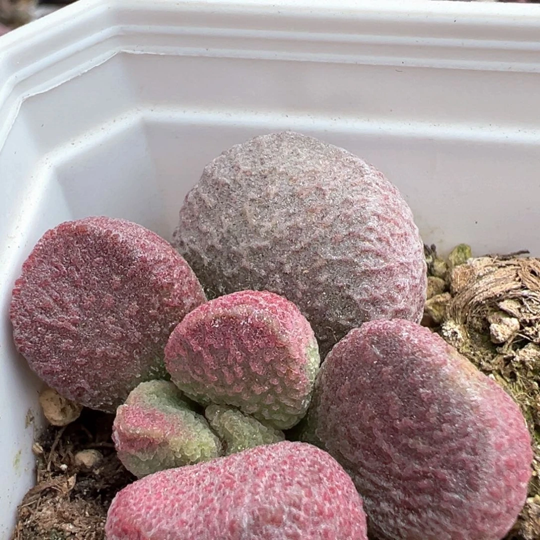 红烧肉有干疤特价多肉植物水泡