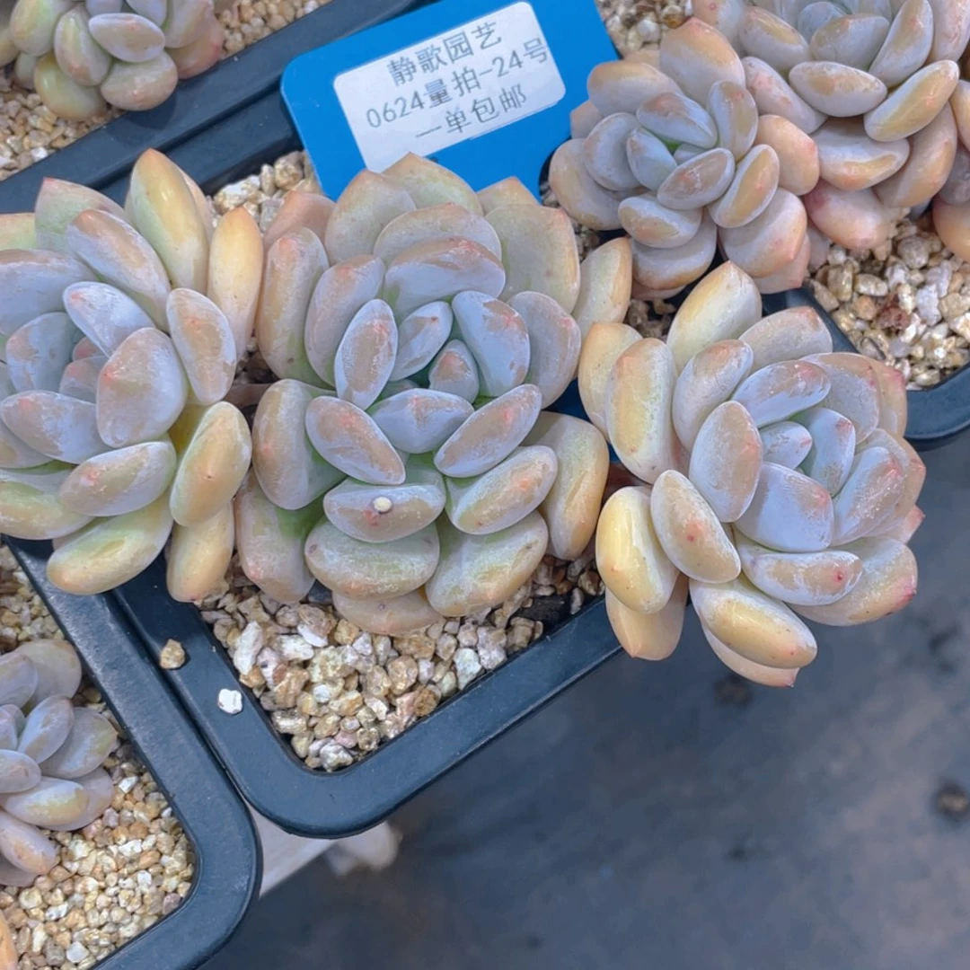 0625-24-香橙群福利一颗量拍