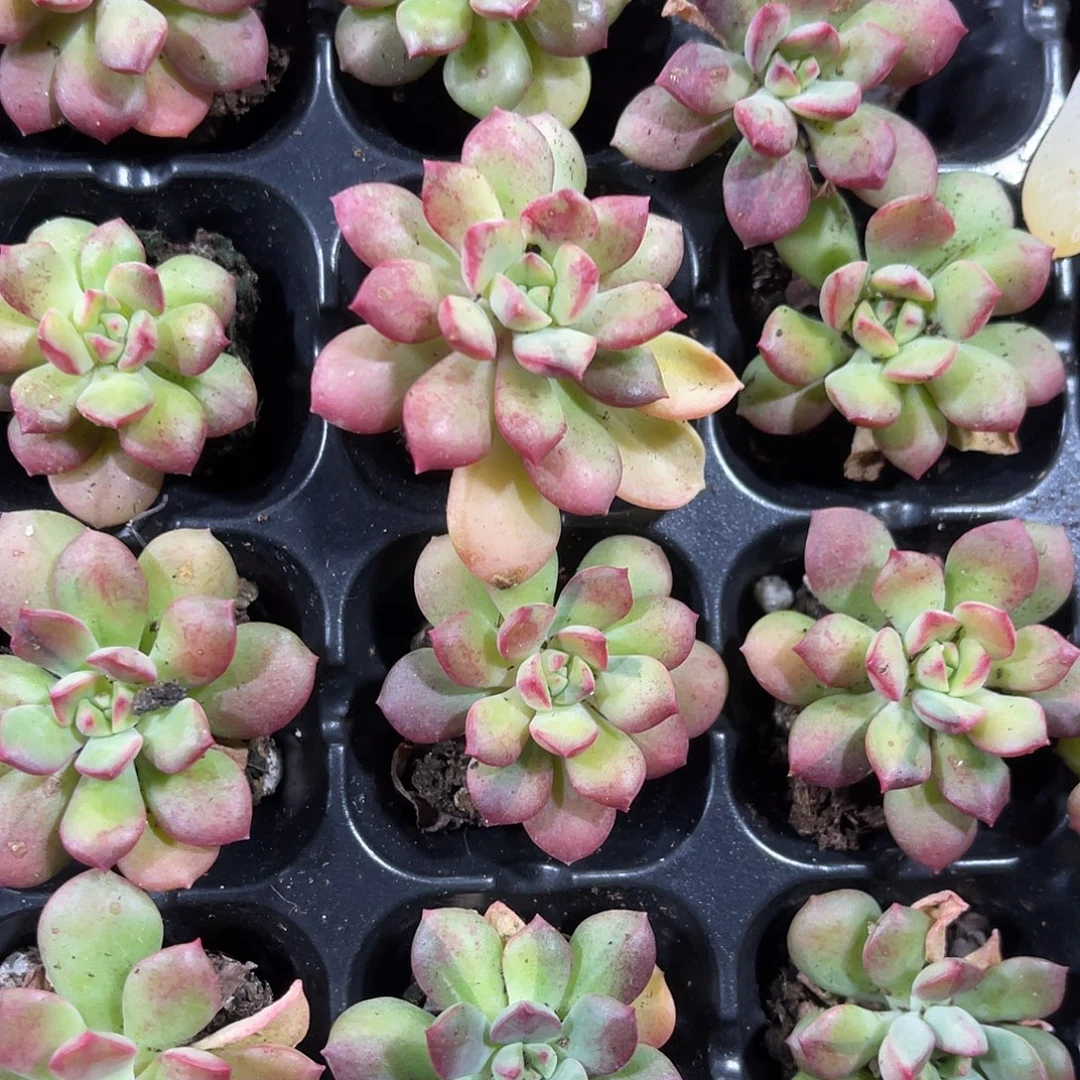 精品小人锦多肉植物