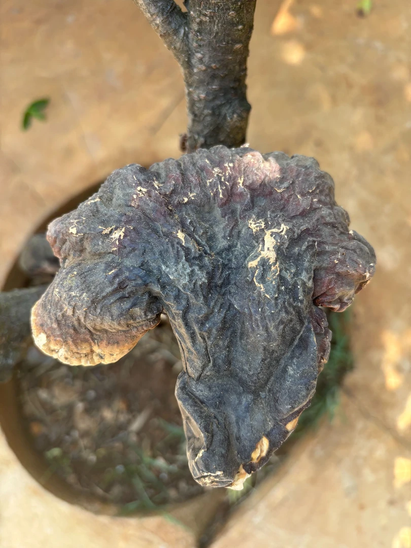 云南山货 松杉灵芝 白肉灵芝干货