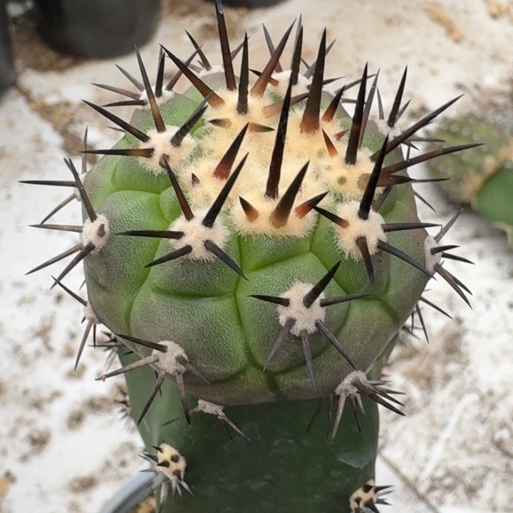 黑王苗接仙人球4.7