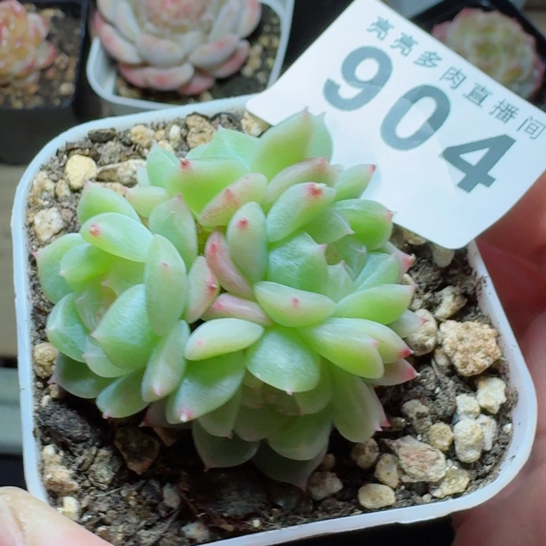 泼天富贵群生      愿你一路坦途，乘风破浪展宏图