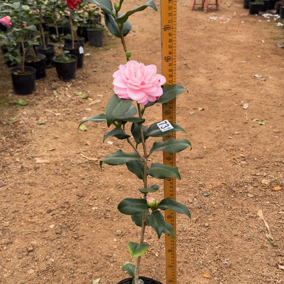 少量花朵（建议范围：2朵-5朵 或40%以下）731津川娇