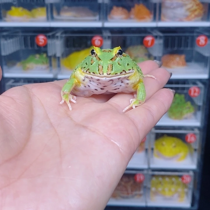 角蛙恭喜发财大吉大利