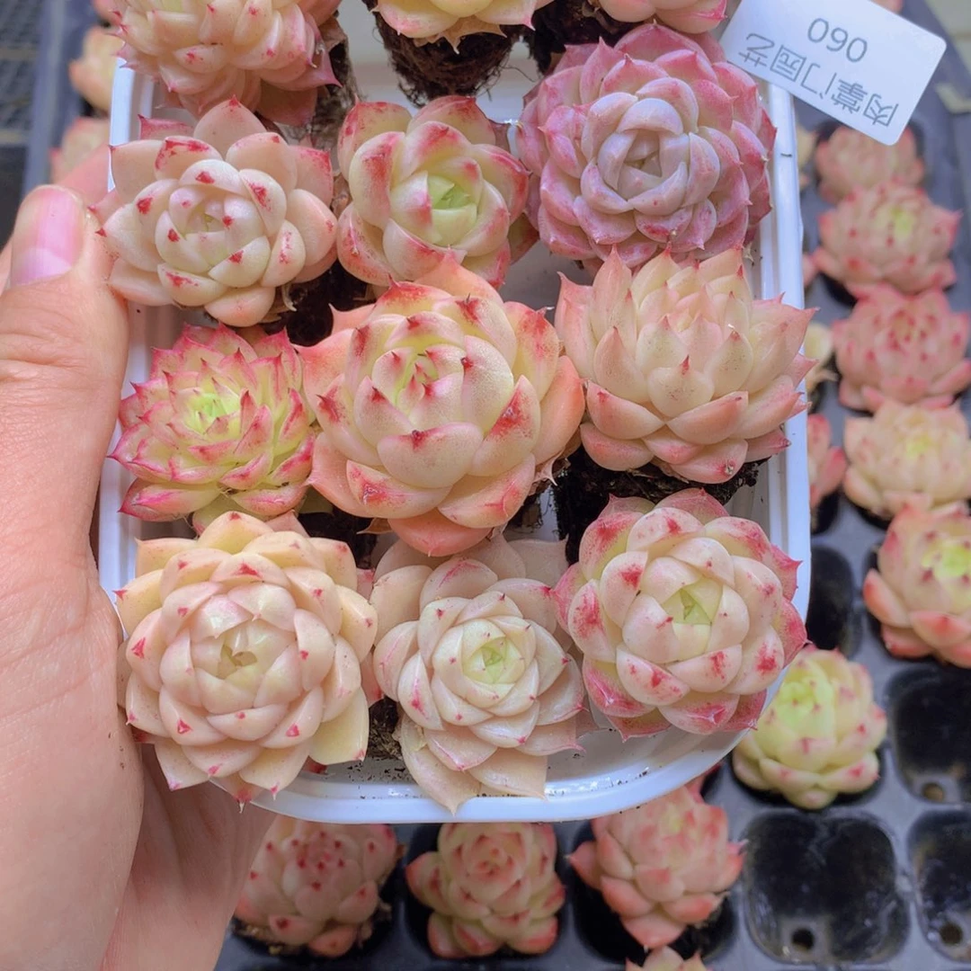 我要去看你了啊060