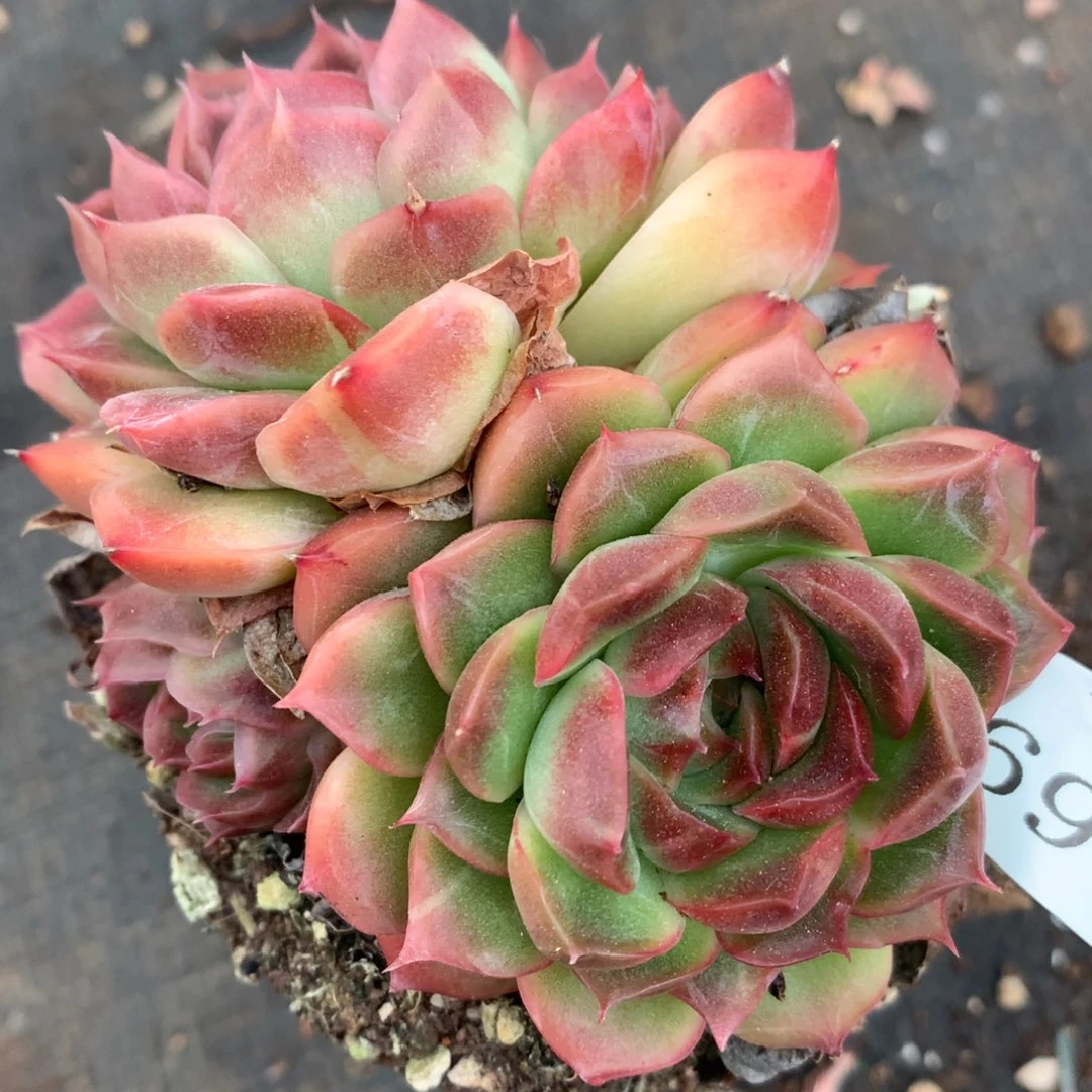 6900杂交多肉老桩